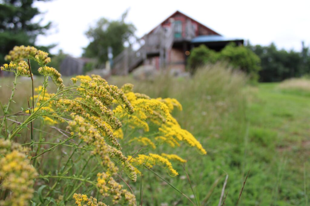 Goldenrod flowers close up